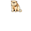 Exotic Kurzhaar-Katze nettes Geschenk