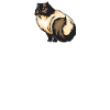 Himalayan Cat Cute Gift