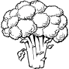 broccoli broccoli veggie gemuese vegetables15