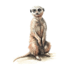 Erdmännchen