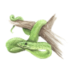mamba