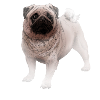 Pug