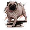 Pug