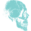 Skeleton skull of bones