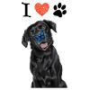 J'aime mon Labrador