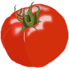 tomate tomates tomate légume vegetables5