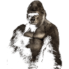 Gorilla