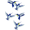 colibri