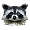 Racoon