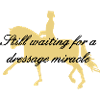 2541614 10437254 Dressage