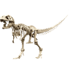 T-rex Skelett