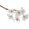 Japanese cherry blossoms white