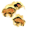 Bison
