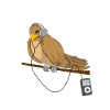 Vogelmusik cool Hipster