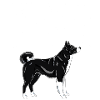 Bear Dog Pike V