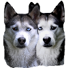 Husky Malamut Husky pack,