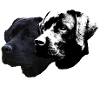Labrador Retriever,Labrador,Agility,Retriever,Hund