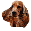Cocker Spaniel,Spaniel,Dog Head,Pedigree Dog,