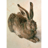 Feldhase von Albrecht Dürer