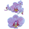 orchid flowers