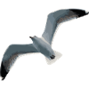 Möwe