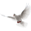 Dove