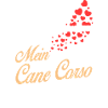 Cane-Corso - Mein