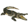 Crocodile