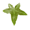 ivy leaf