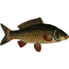 Fish carp
