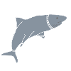 SPACE SHARK