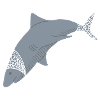 ARCTIC SHARK