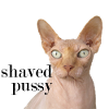 rasé chemise chat chatte