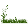 Grass