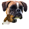 Boxer,Deutscher Boxer,Hundekopf,Hunde,Hunderasse