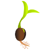 seedling
