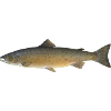 Lachs