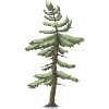 conifer