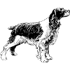 hound