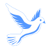 Dove in flight