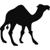 Dromedary of Morocco
