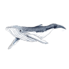 Baleine à bosse bébé - Baleine