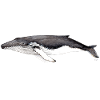 Humpback whale - Humpback whale - Jubarte