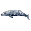 Grauwal - Baleine grise - Grauwal