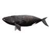 baleine - Balaena glacialis - baleine noire