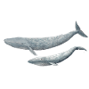 Blue Whale - Blue Whale - Baleine bleue