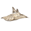 Angelote - Angel haj - haj - Requin ange