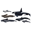 Blackfish - Orcas - Calderones - globicéphales