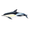 Common dolphin - Common dolphin - Common dolphin
