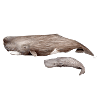 Cachalot - Sperm whale - Sperm whales